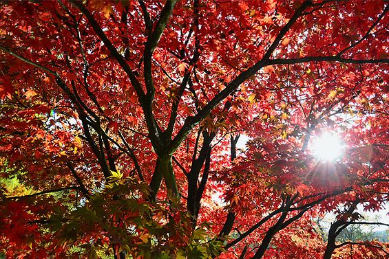 Herbstfärbung der Bäume im Citypark Planten un Blomen